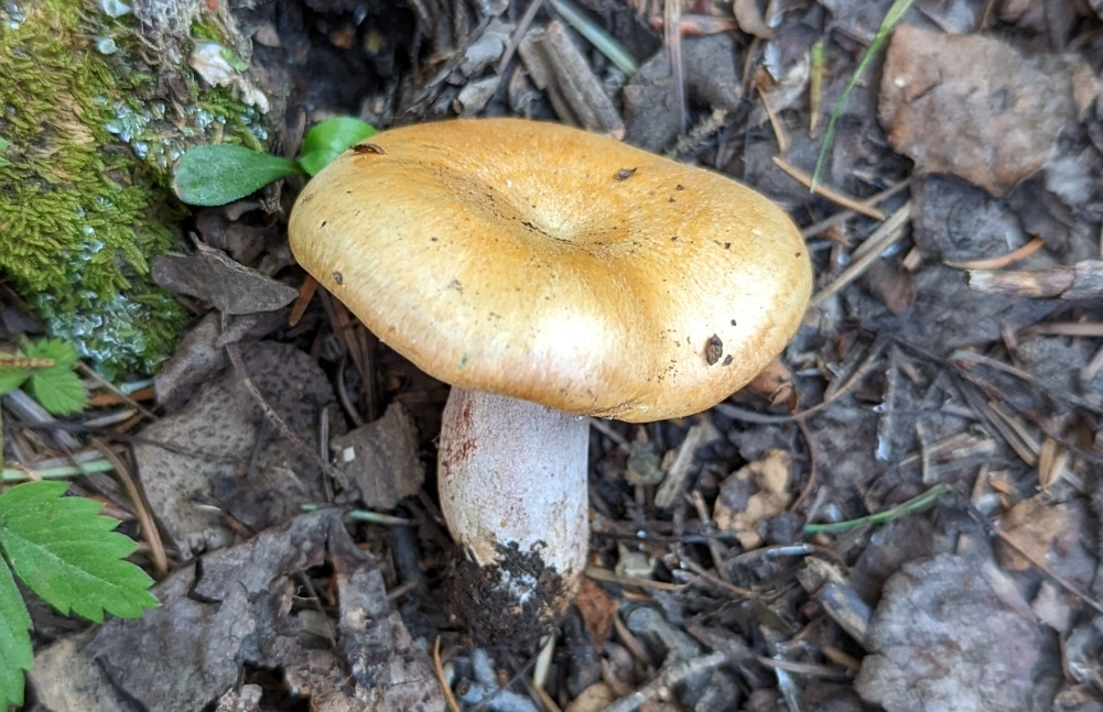 Lactarius rubrilacteus