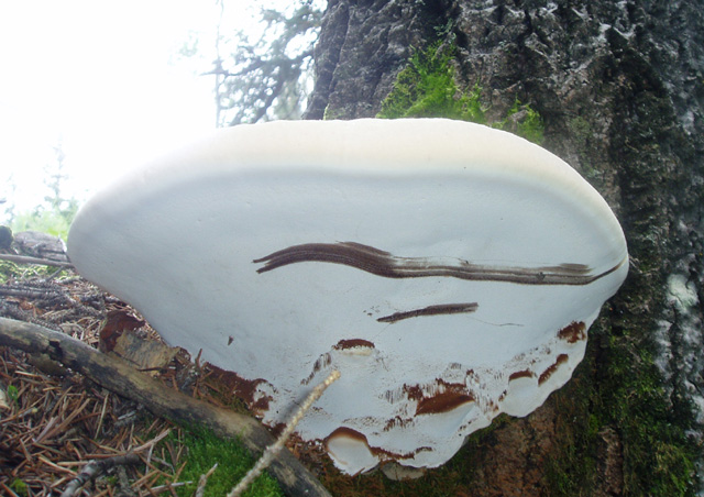 Ganoderma applanatum