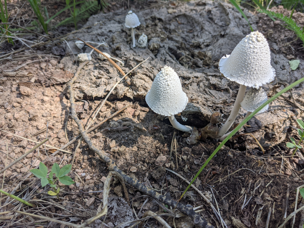 Coprinopsis nivea