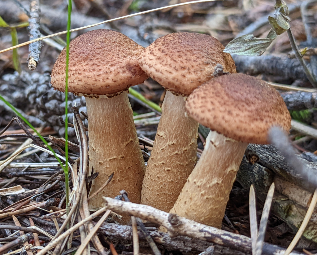 Armillaria solidipes