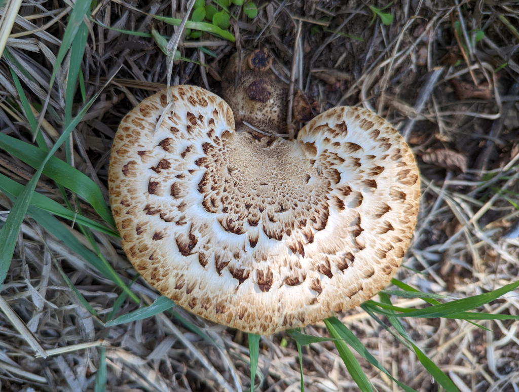 Cerioporus squamosus