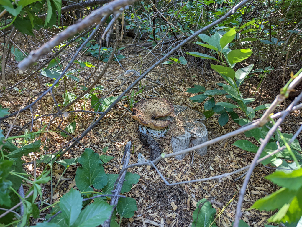 Dryads Saddle, Pheasant Back