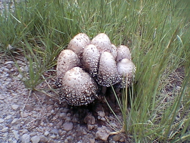 Coprinus comatus