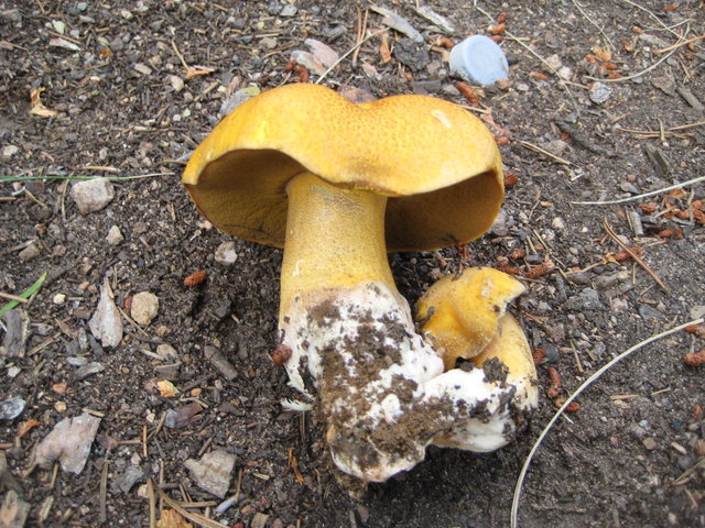 Suillus tomentosus