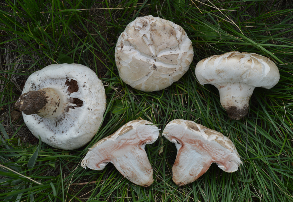 Agaricus bernardii