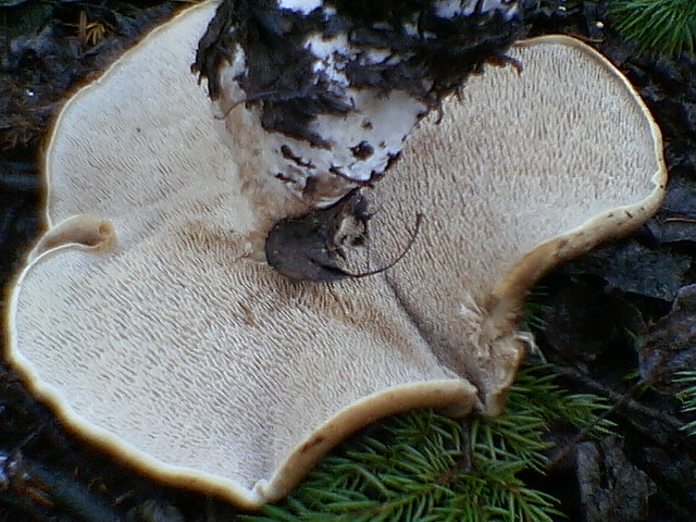 Hawks Wing, Hydnum imbricatum, Scaly Urchin, Shingled Hedgehog