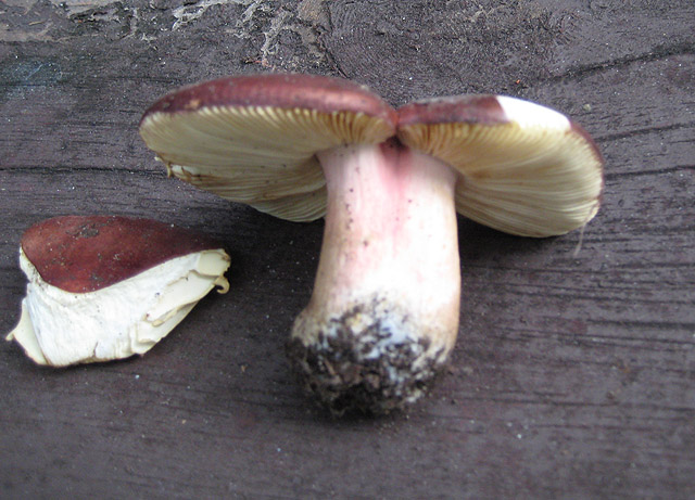 Russula xerampelina