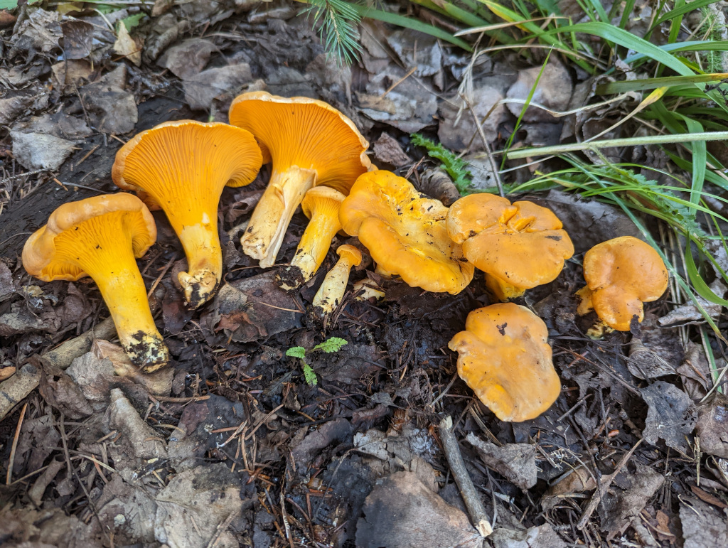 Cantharellus Roseocanus Golden Chanterelle Chanterelle Girolle