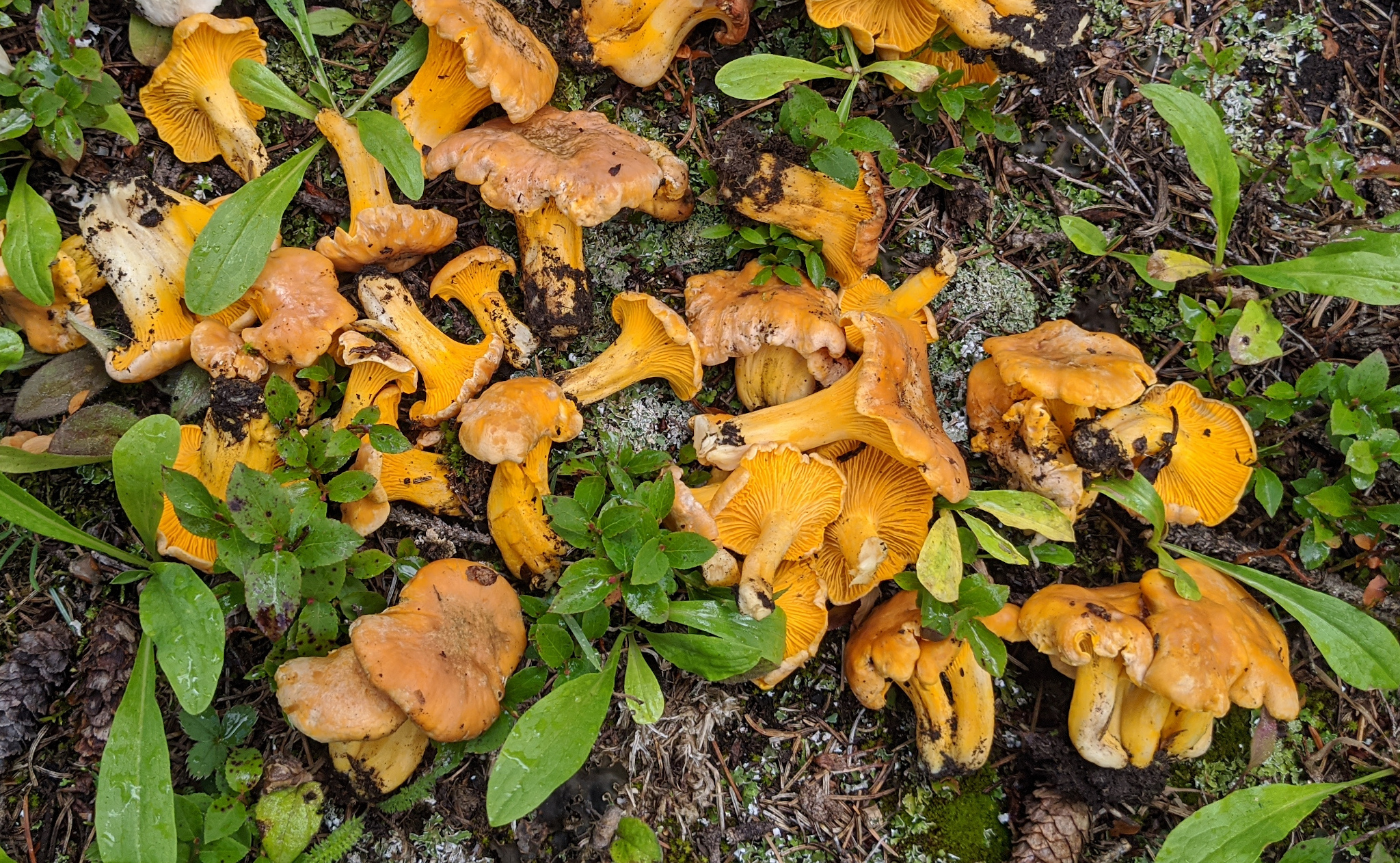 Golden Chanterelle, Chanterelle, Girolle, Pfifferling, Cantharellus cibarius