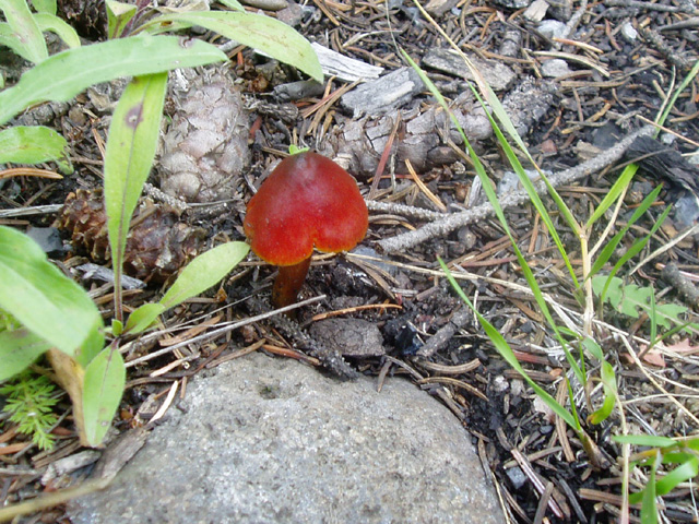 Hygrocybe conica