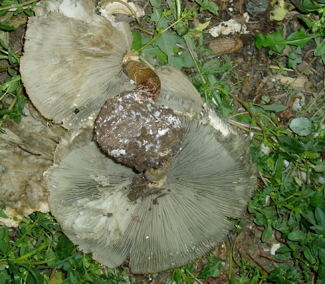 Green Spored Lepiota