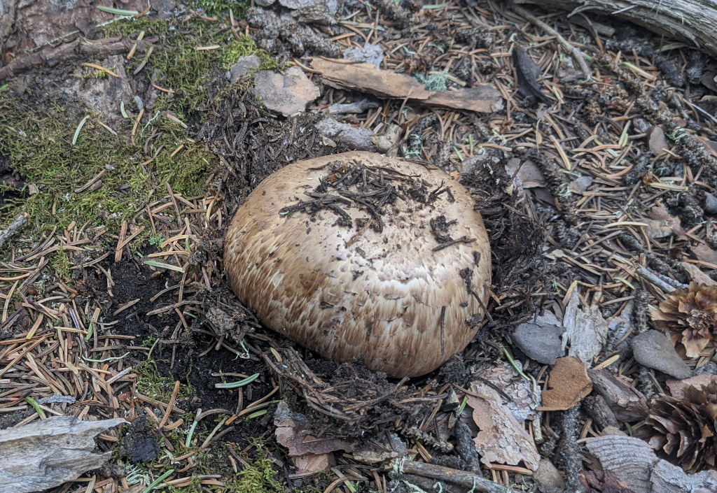 Agaricus amicosus