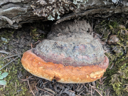 Fomitopsis schrenkii