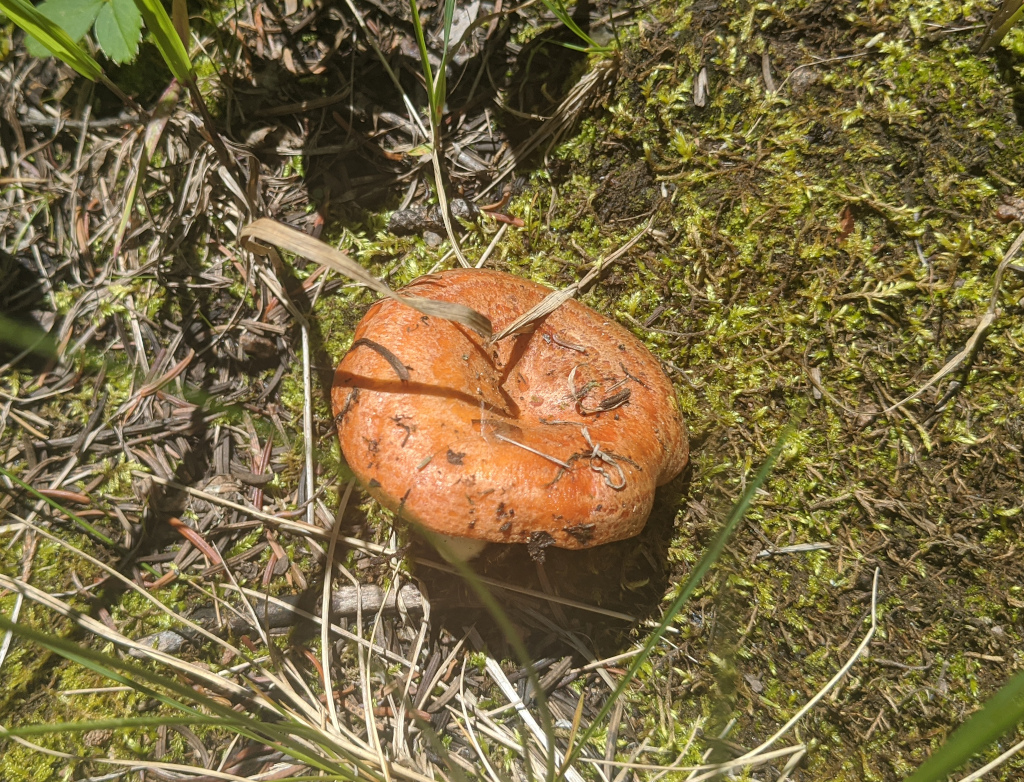 Lactarius olympianus