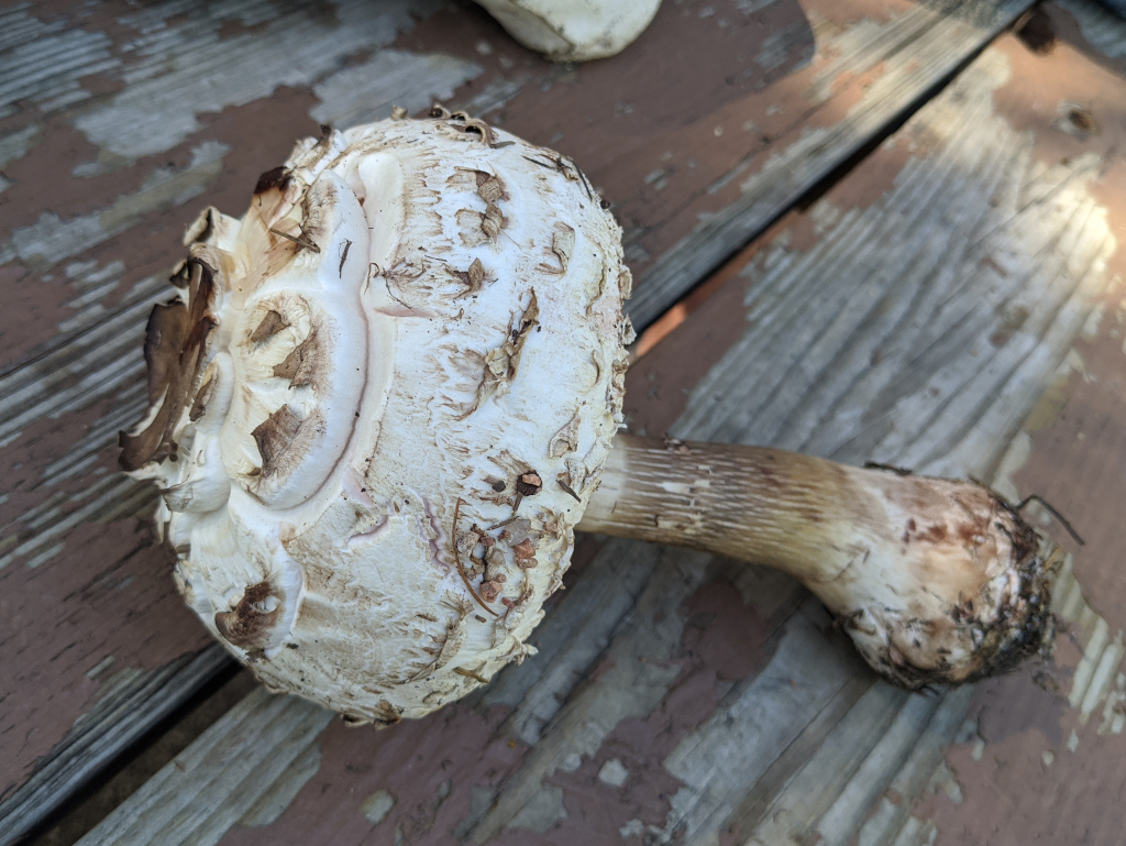 Shaggy Parasol, Macrolepiota rachodes, Lepiota rachodes