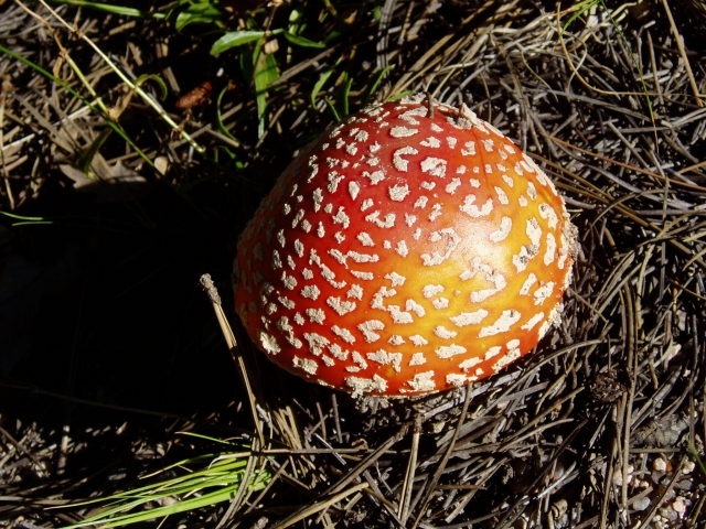 Amanita muscaria var. flavivolvata