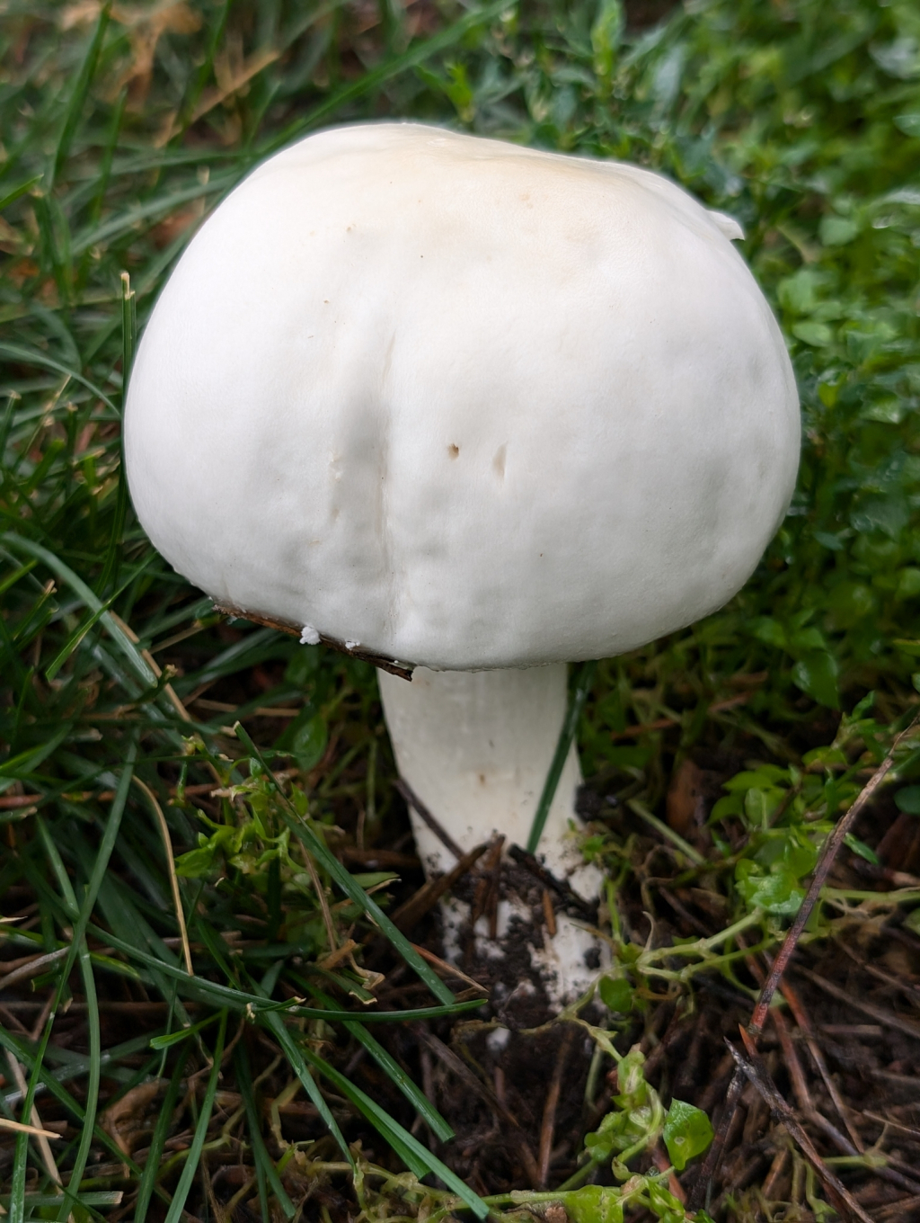 Agaricus arvensis