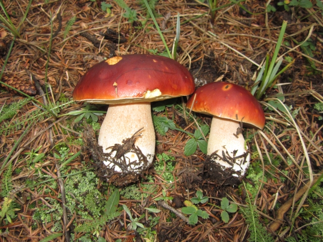 King Bolete, Porcini, Cepe, King Boleta, Penny Bun, Boleta Mushroom, Boletus edulis