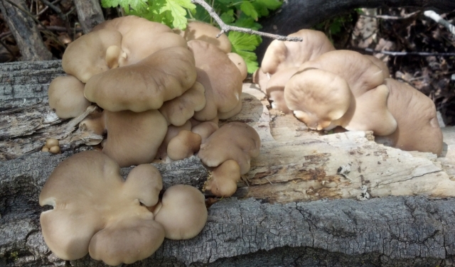 Oyster Mushroom, Cottonwood Oyster, Lung Oyster