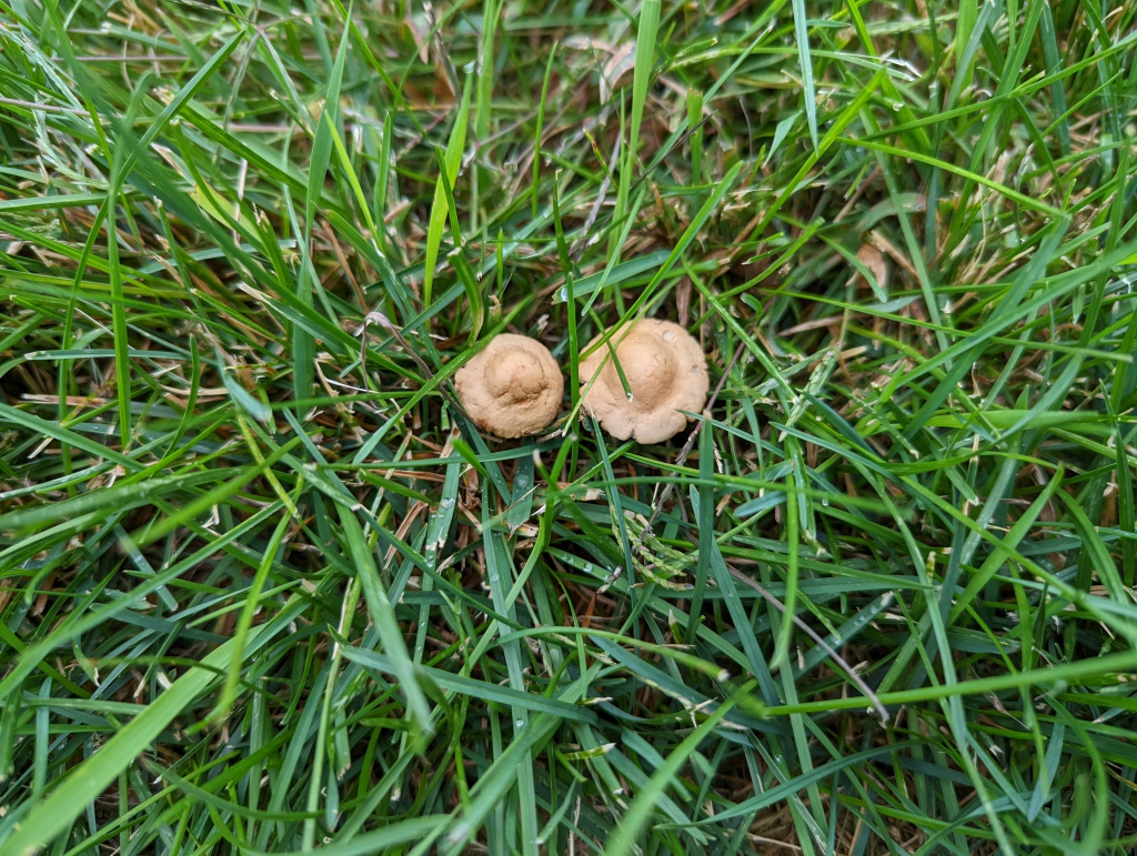 Marasmius oreades