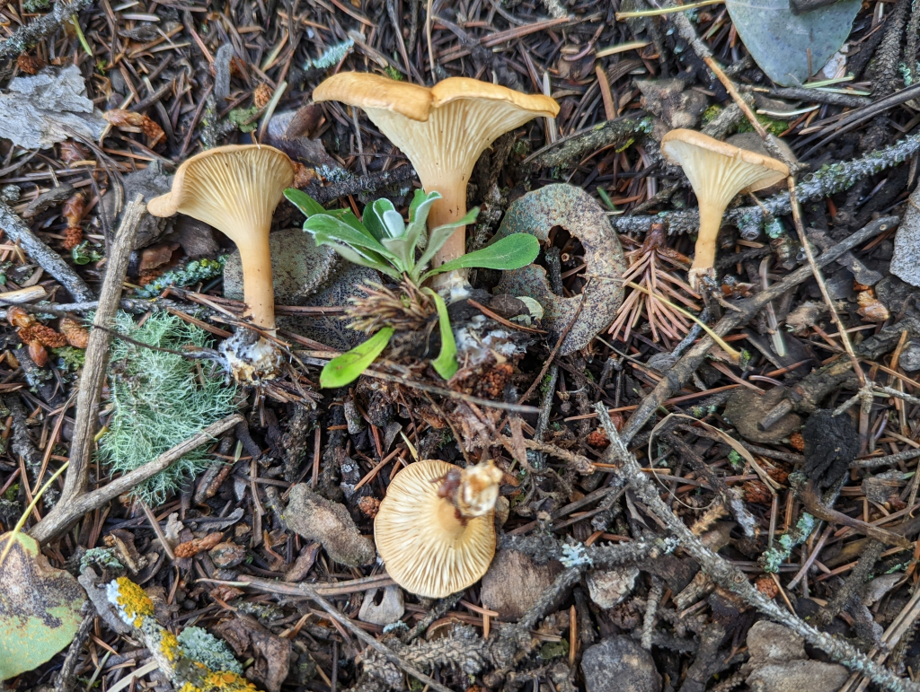 Infundibulicybe gibba