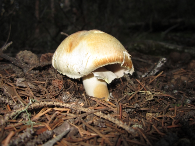 Agaricus didymus