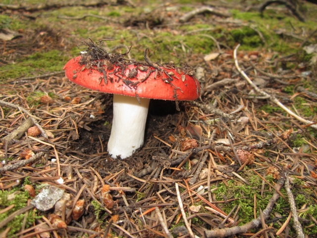 Russula emetica