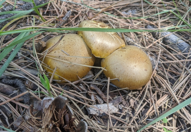 Armillaria albolanaripes