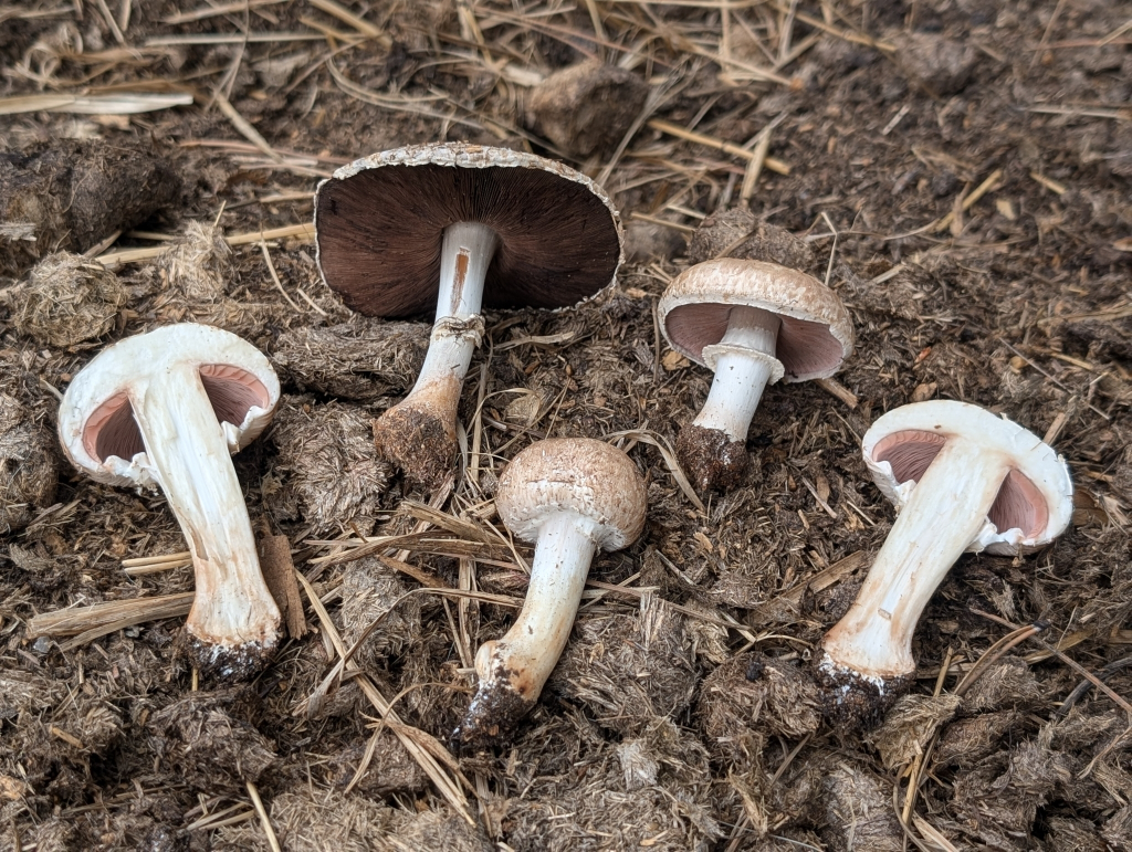 Agaricus bisporus
