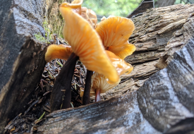 Velvet foot, Enoki, Enokitake