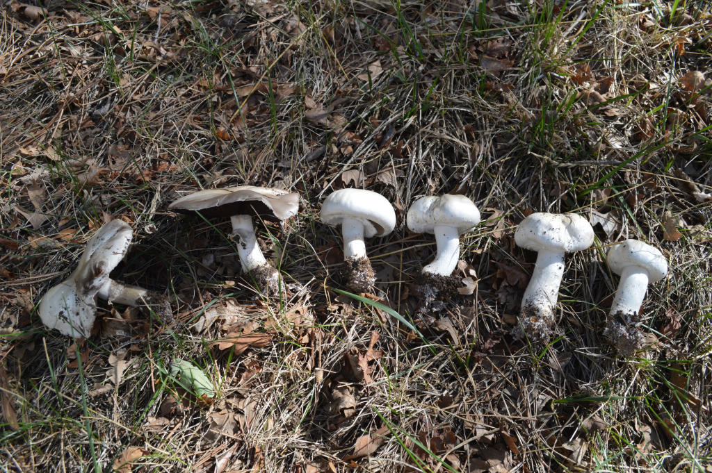 Agaricus arvensis