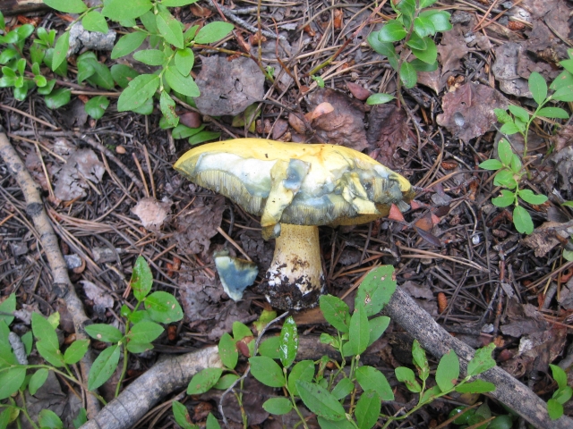 Poor mans slippery jack