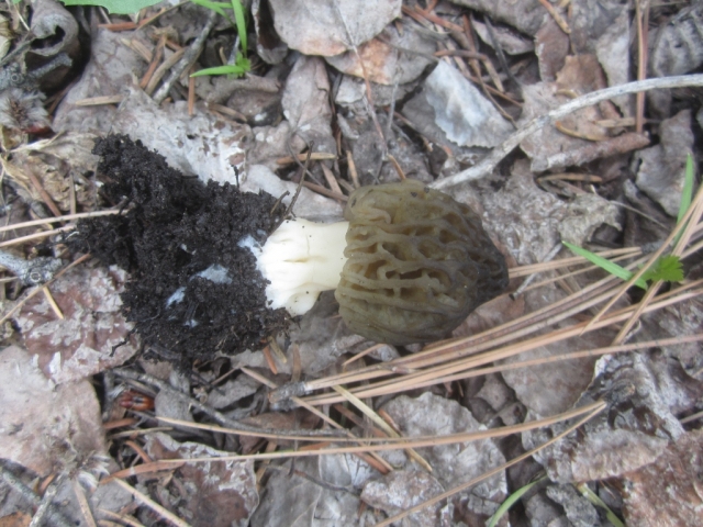 Morchella sp.