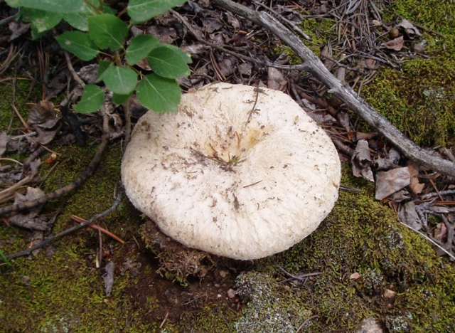 Lactarius torminosus