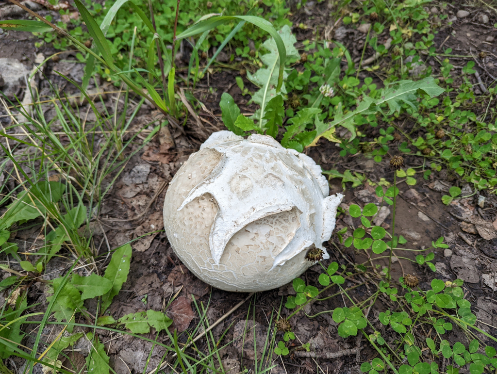 Calvatia booniana