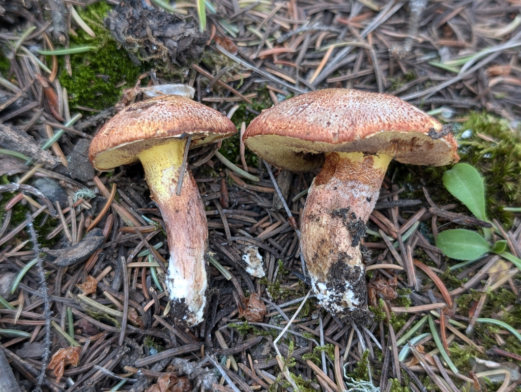 Suillus lakei