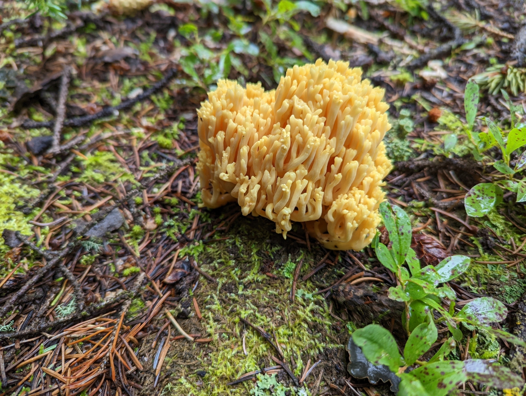 Ramaria sp