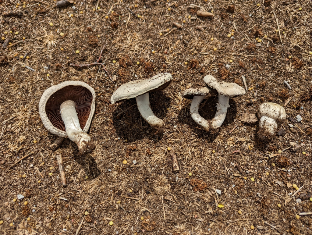 Agaricus braendlei