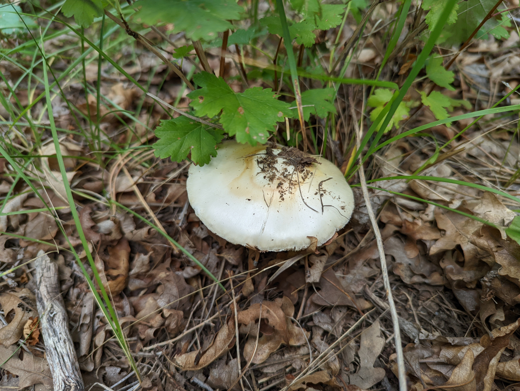 Destroying Angel, Eastern North American Destroying Angel