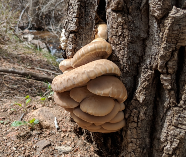 Pleurotus pulmonarius