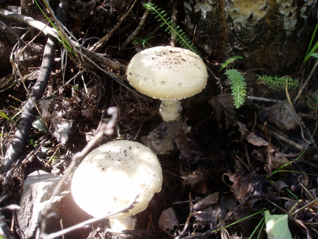 Amanita pantherina (The Panther, Western Panther, Amanita