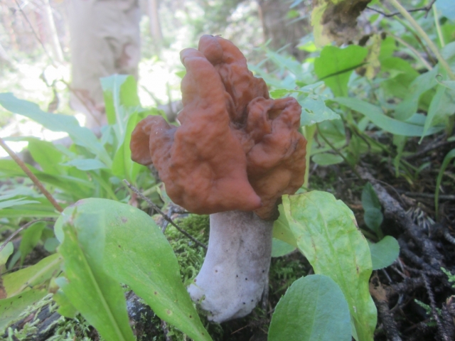 Gyromitra infula