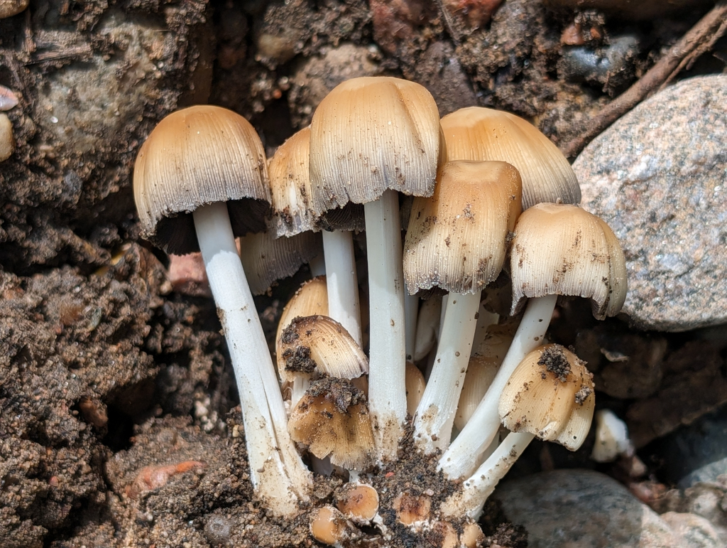 Coprinellus saccharinus