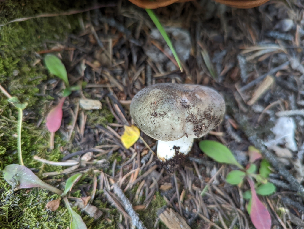 Russula cyanoxantha