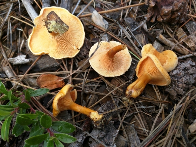 Hygrophoropsis aurantiaca