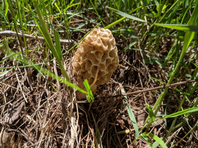Blonde Morel, Yellow Morel, Speisemorchel, Morchella esculenta, Morchella esculentoides