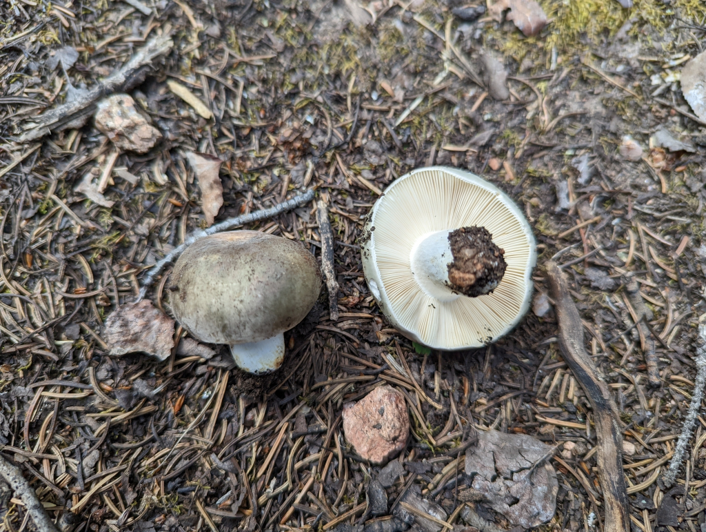 Charcoal burner, Russula cyanoxantha