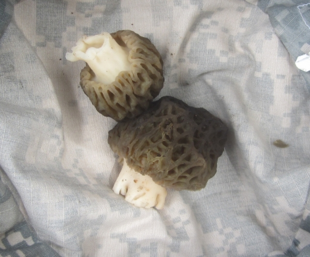 Black Morel