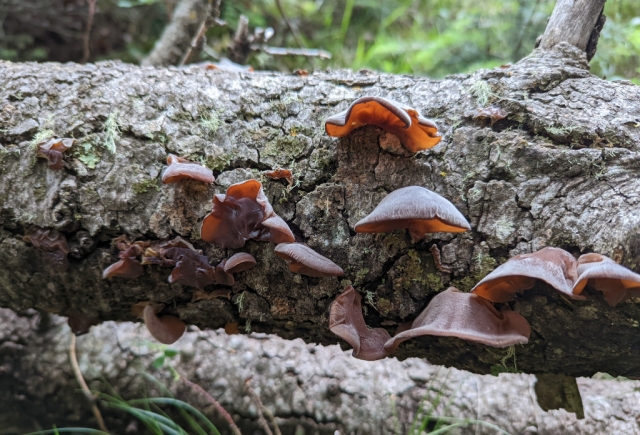 Jelly ear, Wood ear, Judas's Ear, Auricularia auricula-judae