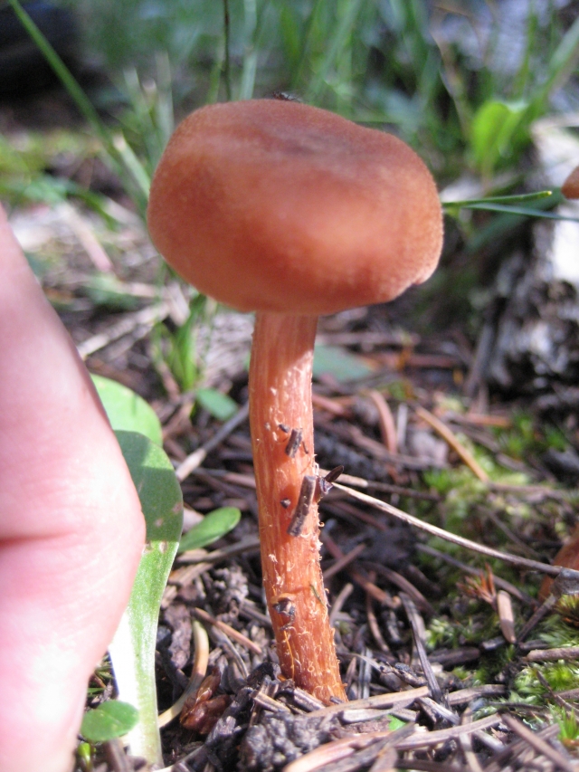 Laccaria laccata